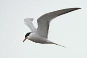 Visdief (Sterna hirundo) 5-2016  9148